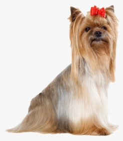 Yorkshire Terrier Png Free Download - Yorkshire Terrier, Transparent Png, Transparent PNG