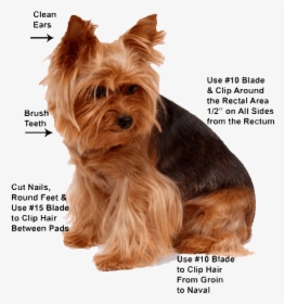 Grooming Yorkie, HD Png Download, Transparent PNG