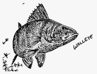 Walleye - Drawings, HD Png Download, Transparent PNG