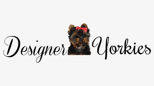 Designeryorkies - Yorkshire Terrier, HD Png Download, Transparent PNG