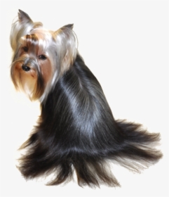 Beautiful Yorkie Hairstyles - Australian Silky Terrier, HD Png Download, Transparent PNG