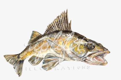 Walleye, HD Png Download, Transparent PNG