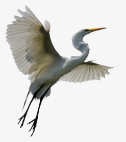Flying Heron Transparent - Egret Png, Png Download, Transparent PNG