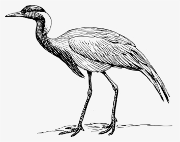 Crane Bird Black And White Clipart , Png Download - Drawing Of Whooping Crane, Transparent Png, Transparent PNG