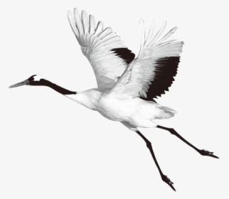 Transparent Heron Bird Clipart - Red Crowned Crane Png, Png Download, Transparent PNG