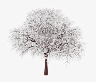 Cottonwood Tree Image Transparent, HD Png Download, Transparent PNG