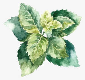 Object Drawing With Watercolor , Png Download - Watercolor Mint Leaves Free Vector, Transparent Png, Transparent PNG