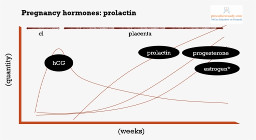 Pregnancy Hormones & Prolactin Regulation Diagram - Hormones During Pregnancy Prolactin, HD Png Download, Transparent PNG