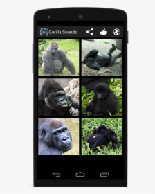 Western Lowland Gorilla, HD Png Download, Transparent PNG