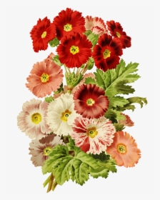 Scrapbooking Flowers Red And Pink - Barberton Daisy, HD Png Download, Transparent PNG