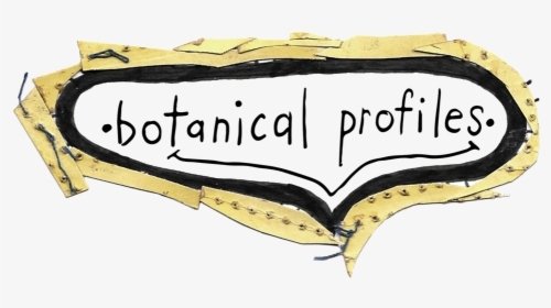 Botanical Profiles - Illustration, HD Png Download, Transparent PNG