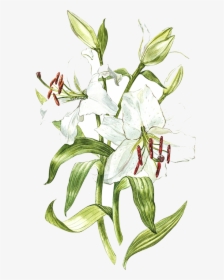 White Lily Watercolor , Png Download - Botanical Drawing Stem Floral Watercolour, Transparent Png, Transparent PNG