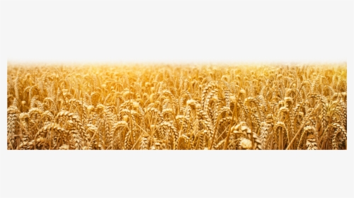 Wheat Field Png available For Anything And Anyone To - यीशु मसीह के वचन, Transparent Png, Transparent PNG