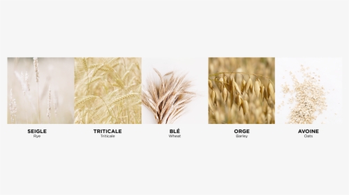 Transparent Wheat Field Png - Triticale, Png Download, Transparent PNG