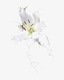 牛奶 素材, HD Png Download, Transparent PNG
