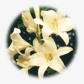 Lily, HD Png Download, Transparent PNG