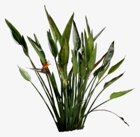Leaf Plant Stem Flower Grasses Plants - Flowering Plant Transparent, HD Png Download, Transparent PNG