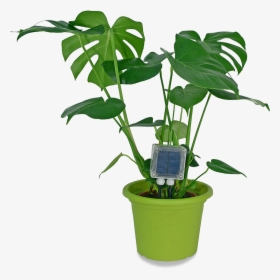 Hydroponics Indoor Plants, HD Png Download, Transparent PNG