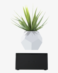 Flowerpot, HD Png Download, Transparent PNG