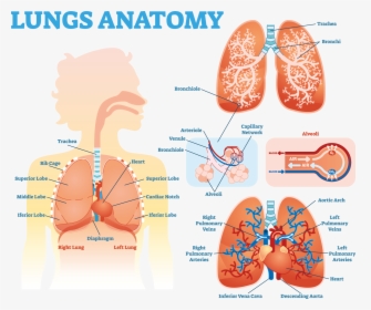 Lung Anatomy Diagram - Lung Anatomy Alveoli, HD Png Download, Transparent PNG