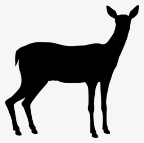 Deer, HD Png Download, Transparent PNG