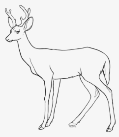 Collection Of Free Fawn Drawing Coloring Page Download - Free Deer Lineart, HD Png Download, Transparent PNG