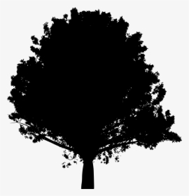 Large Oak Tree Silhouette, HD Png Download, Transparent PNG