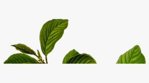 Plant,flower,leaf, HD Png Download, Transparent PNG