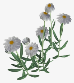 Beautiful Camomile Flower Png - Transparent Background Chamomile Flower Png, Png Download, Transparent PNG