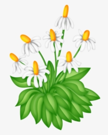 Collection Of Free Bush Drawing Daisy Flower Download - Clip Art, HD Png Download, Transparent PNG