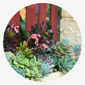 Cacti - Houseplant, HD Png Download, Transparent PNG