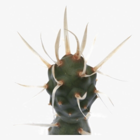 Tephrocactus Articulatus Paper Spine Cactus   Class - Tephrocactus Articulatus, HD Png Download, Transparent PNG