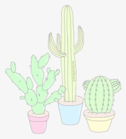 Aesthetics & Overlays Cacti, Tumblr Drawings, Cute - Hedgehog Cactus, HD Png Download, Transparent PNG