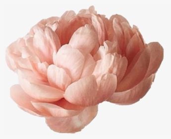 #peon #flower #png #freetoedit - Vintage Pink Single Flower, Transparent Png, Transparent PNG
