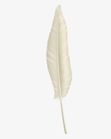 White Feather Png Download, Transparent Png, Transparent PNG