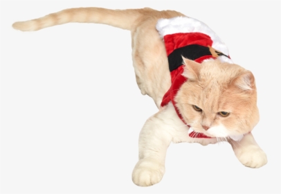 Cat In Santa Costume - Holiday Cat Transparent, HD Png Download, Transparent PNG