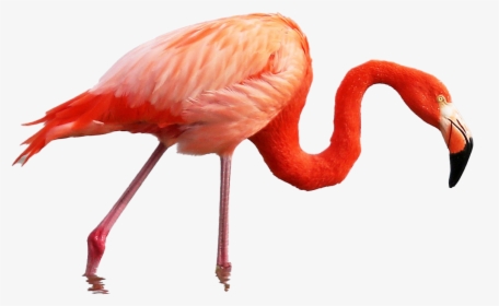 Roseate Spoonbill Vs Pink Flamingo, HD Png Download, Transparent PNG