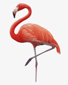 Flamingo, HD Png Download, Transparent PNG