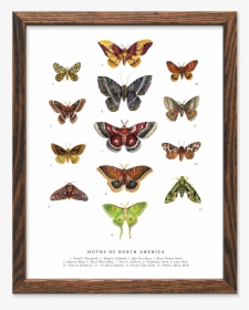 Picture Frame, HD Png Download, Transparent PNG