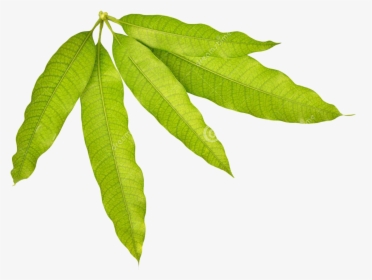 Mango Stock Leaves Transprent Png Free Download - Bunch Of Mango Leaves Drawing, Transparent Png, Transparent PNG