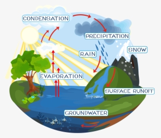 Water Cycle - Labelled Diagram Of Water Cycle, HD Png Download, Transparent PNG