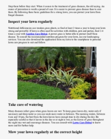 Bellos Jardines Pequeños Tropicales, HD Png Download, Transparent PNG