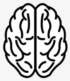 Brain Png - Info Stupide, Transparent Png, Transparent PNG