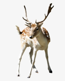 This Product Design Is Zoo Sika Deer Cartoon Transparent - Deers Png, Png Download, Transparent PNG