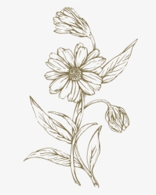 Everyday Skin Support Balm The Lost Explorer - Transparent Flower Line Drawing, HD Png Download, Transparent PNG