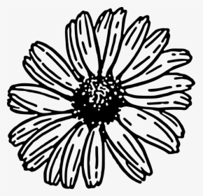 Daisy Clipart Black And White, HD Png Download, Transparent PNG