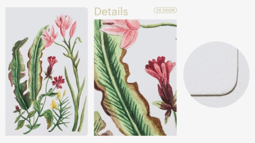 200gsm Watercolour Paper - Gladiolus, HD Png Download, Transparent PNG