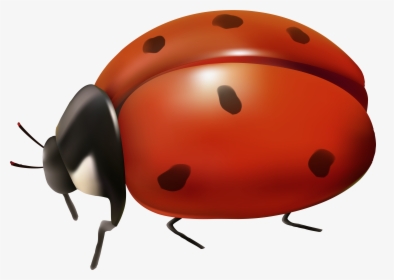 Ladybird Beetle Clip Art - Transparent Background Ladybug Clip Art, HD Png Download, Transparent PNG