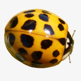 Yellow Ladybug Clipart - Ladybug, HD Png Download, Transparent PNG