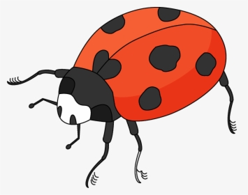 Ladybug, HD Png Download, Transparent PNG